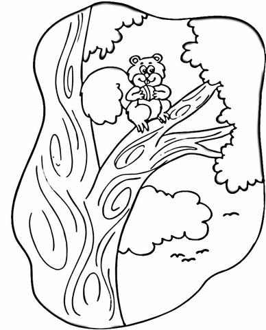 Squirrel On The Tree  Coloring Page